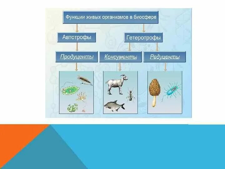 Цепь редуценты продуценты. Продуценты 2) консументы 3) редуценты. Экосистема продуценты консументы. Пищевая цепь питания редуценты консументы. Роль продуцентов в природном сообществе