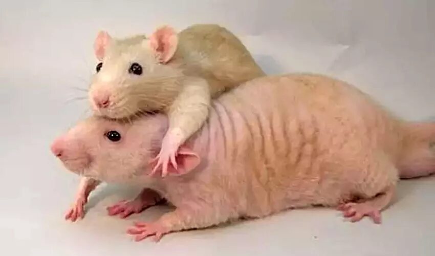 Крыса декоративная самка. Крыса домашняя. Как понять крысу декоративную. Язык тела крыс. Как понять крысу декоративную.