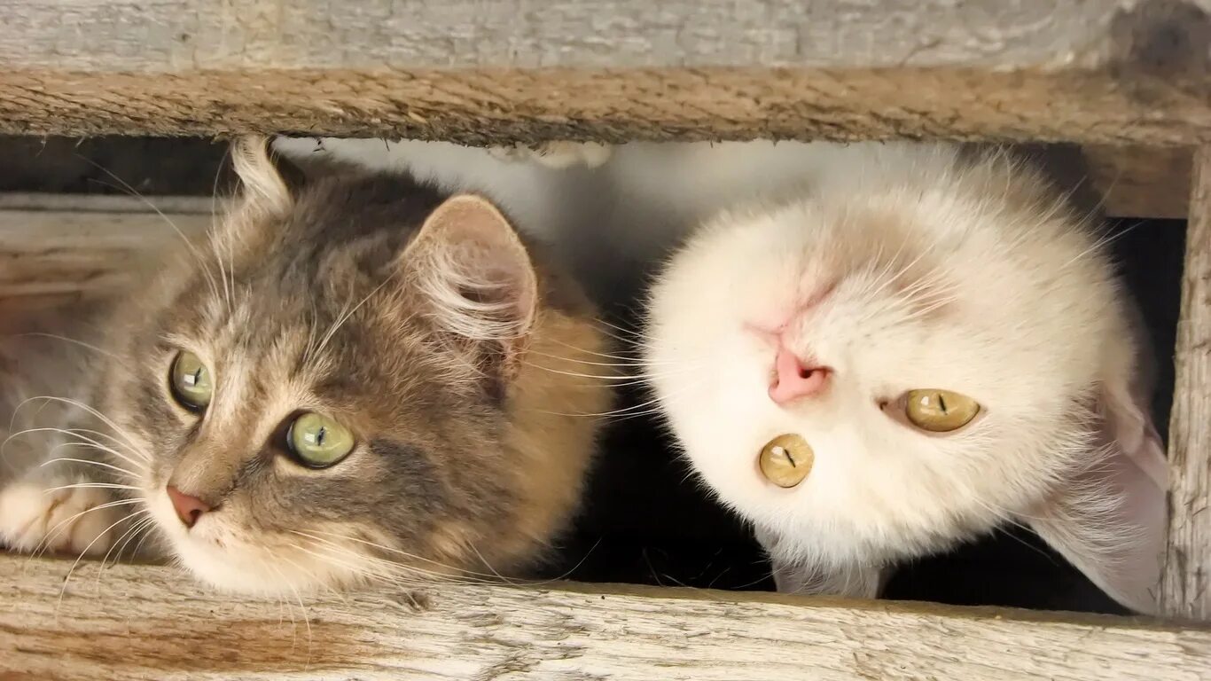 Котята их жизнь. Котята их жизнь