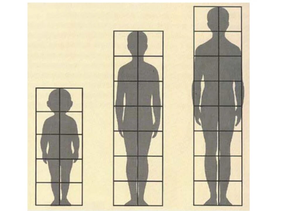 Пропорции человека. Пропорции фигуры человека. Пропорции человека рисунок. Соотношение частей тела рисование.