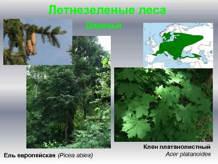 Климат лиственных лесов умеренных поясов. Летнезеленые растения. Зона летнезеленых лиственных лесов. Летнезеленые леса на карте. Листопадные растения летнезеленые.