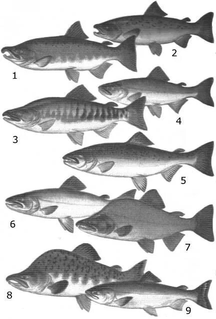 Самец горбуши как отличить. Горбуша самка и самец. Кета самец и самка. Отличить горбушу самку от самца. Горбуша отличие самца от самки.