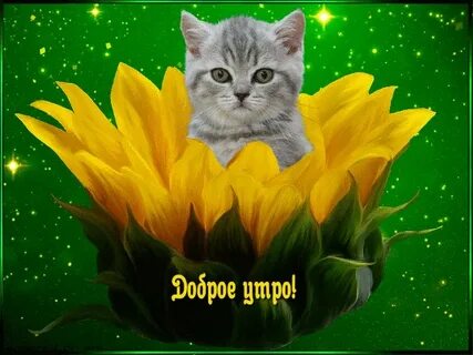 Доброе утро картинки позитивные прикольные гифки мерцающие