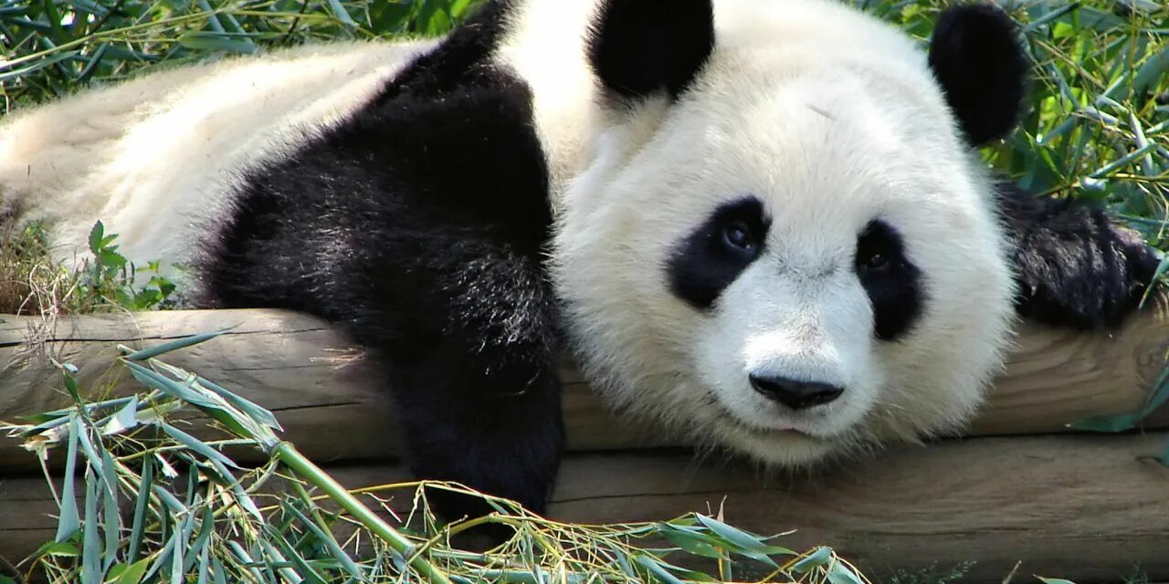 Pandas top. Pandas top