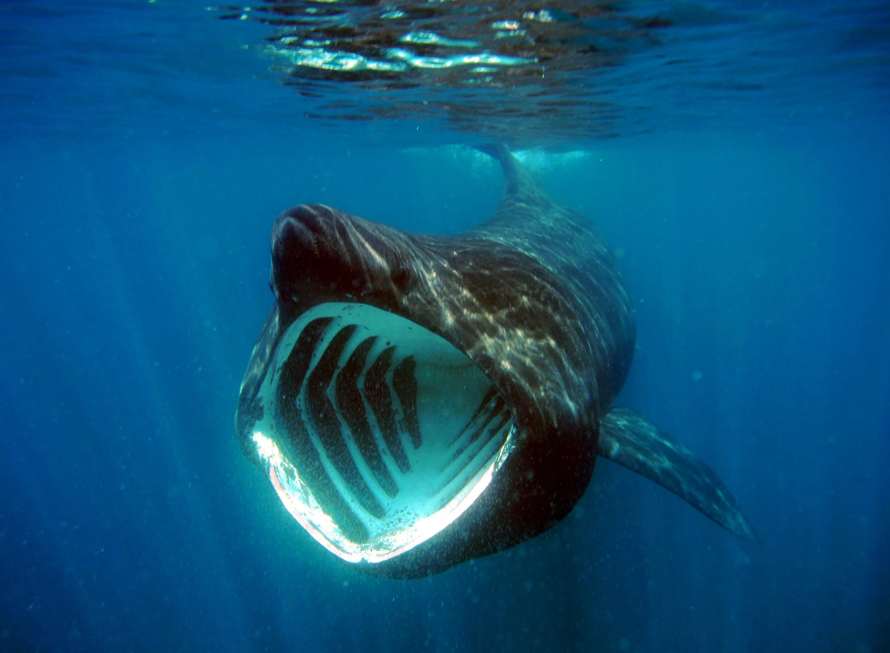 Самая большая пасть. Большая акула Cetorhinus Maximus. Баскинг Шарк акула. Гигантская исполинская акула. Гигантская акула Баренцево море.