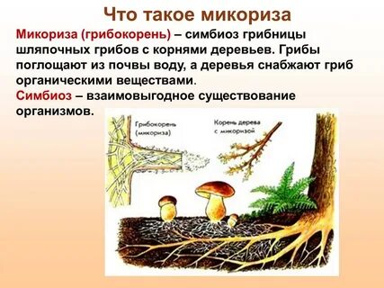 Симбиоз гриба пример