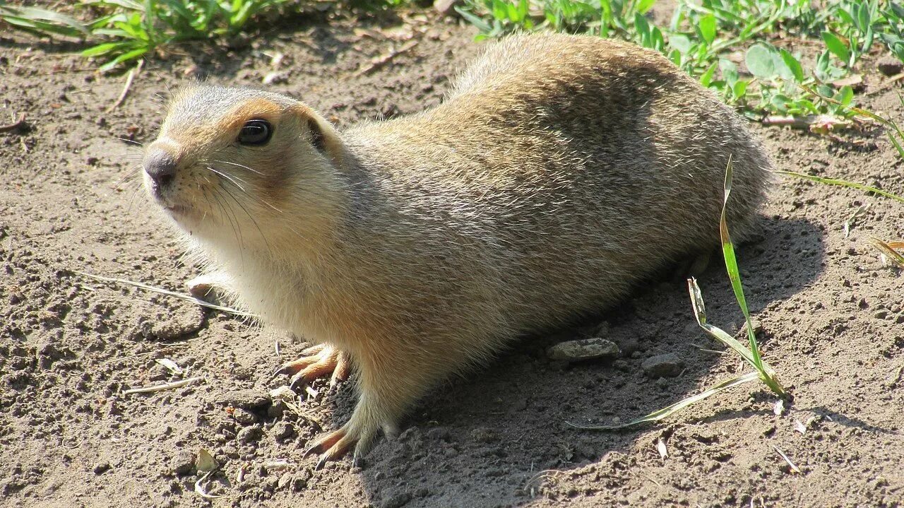 Суслик краснощекий. Большой суслик (Spermophilus Major). Суслик Степной. Даурский суслик.