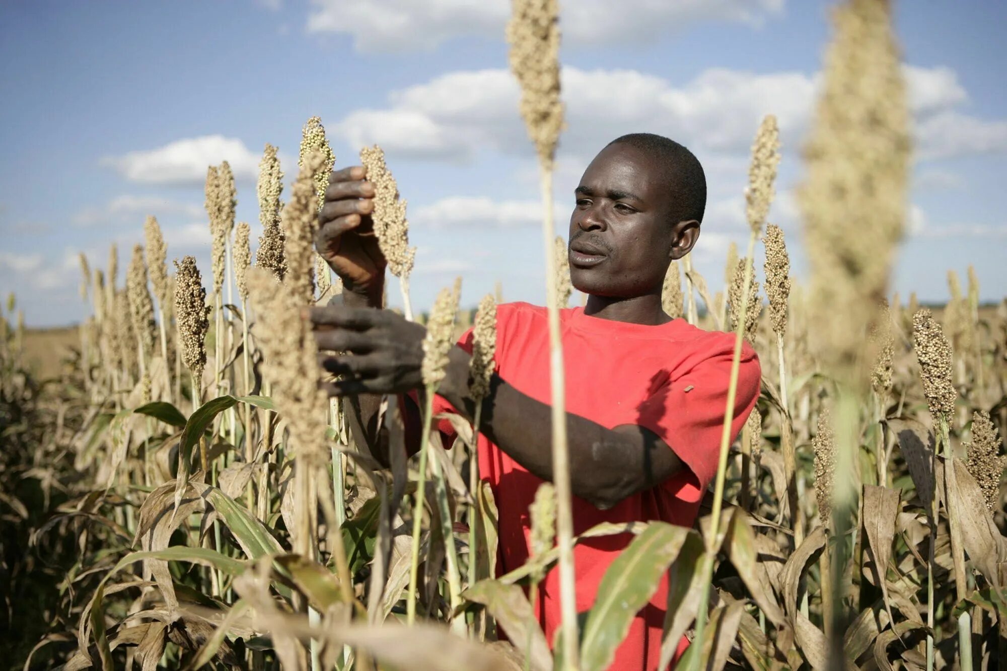 Бурунди ботсвана прогноз. Просо Африкан. Сельское хозяйство Африки. Поля пшеницы в Африке. Земледелие в Африке.