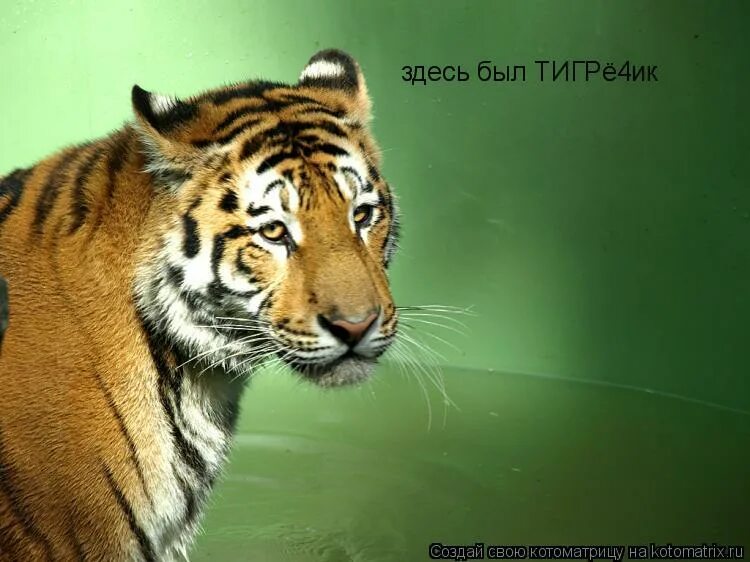 амурская тигрица с тигрятами. храм тигров в таиланде. здесь был тигр. тигр маскировка. амурский тигр гималайский медведь горал амурский гриф.