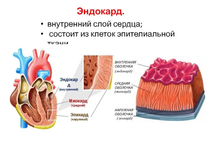 Стенки состоят из одного слоя. Эндокард сердца анатомия. строение сердца миокард эндокард перикард. стенка сердца эндокард миокард эпикард. строение стенки эндокарда.