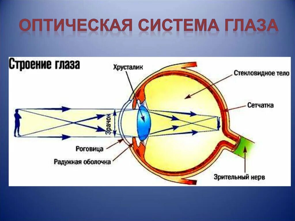 Система глазок. Строение зрительного анализатора. Оптическая система глаза. Анатомия оптической системы глаза. Строение глаза.