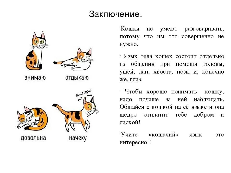 Звук где кошка мяукает. Проанализировать поведение кошки. Как понять язык кошек. Как понять о чем говорит кошка. Как научиться разговаривать по кошачьи.