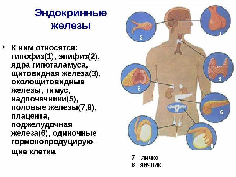 К эндокринным железам относятся гипофиз