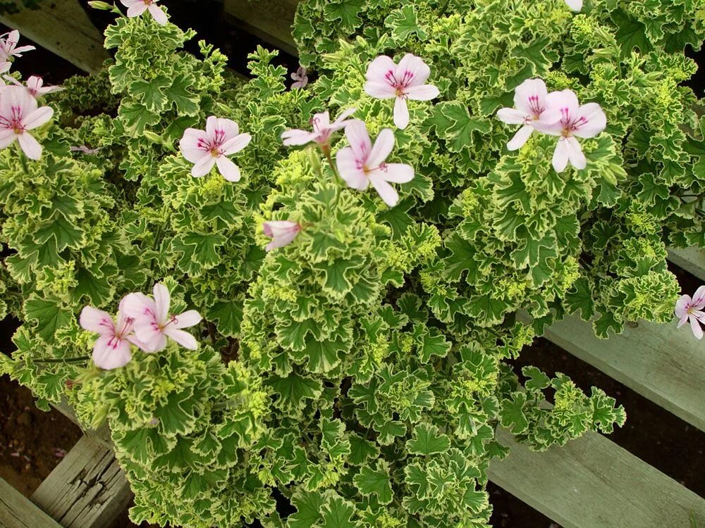 Pin on Flores & Rosas en la nieve Fragrant flowers, Geranium plant, Amazing flow