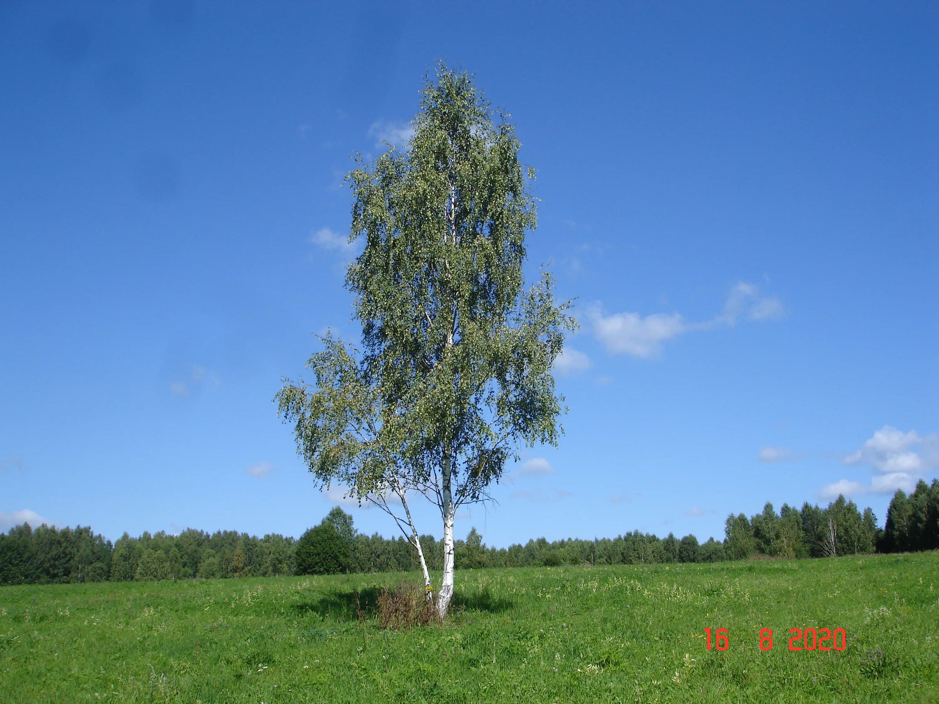 Береза повислая роща. Betula pubescens дерево. Кудрявая береза. Белоствольная береза. Небольшие березки