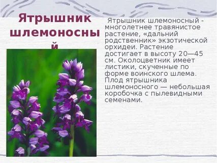 Владимирская красная книга