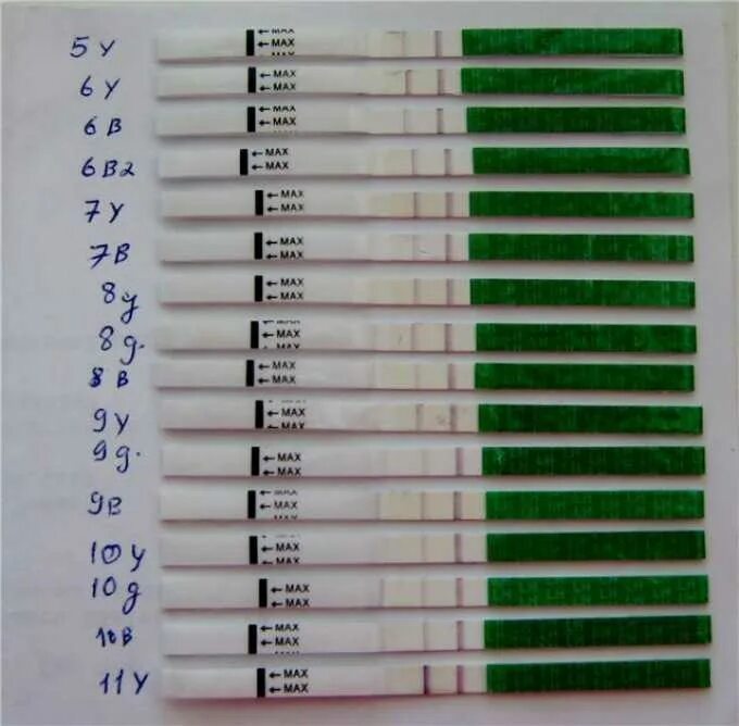 Тест на овуляцию положительный Eviplan. Как выглядит полоски на тесте на овуляцию. Палажителный тесты на авуляци. Динамика тестов на овуляцию.