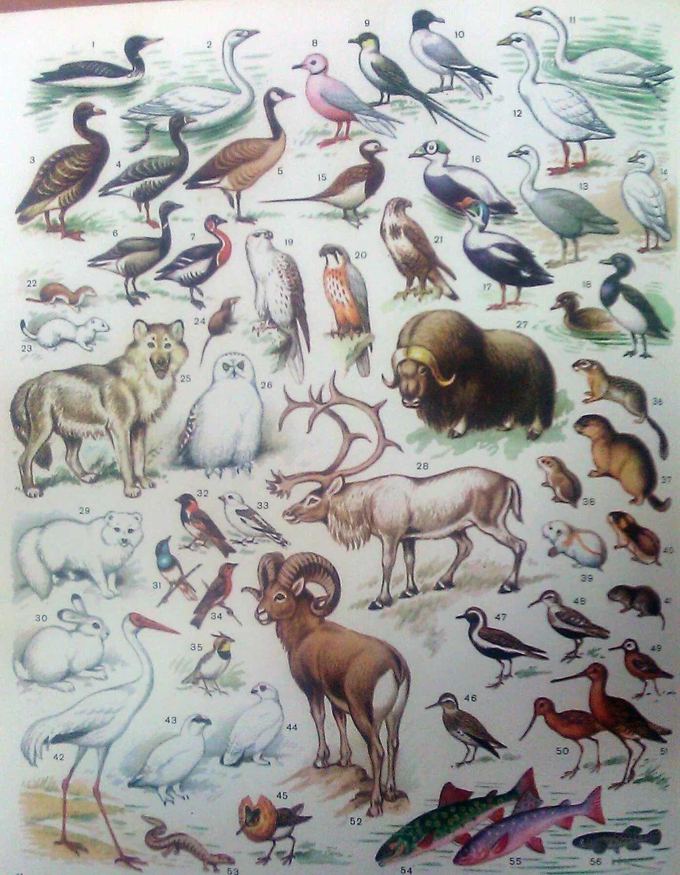 Разнообразие животных тундры и тайги. Животный мир(фауна) тундры. Тундра Евразии фауна. Тундра природная зона животные.