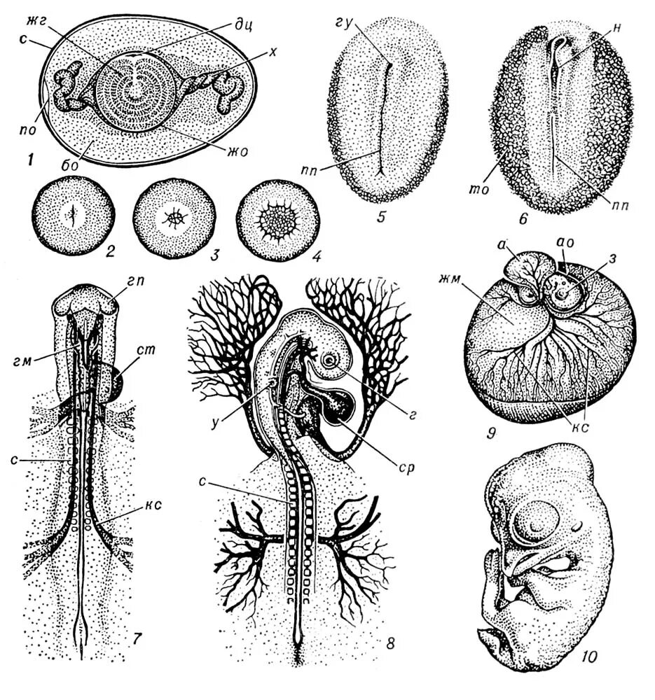 Главный корень зародыша развивается. Зародыш курицы эмбриология. Органогенез зародыша курицы. Эмбриогенез млекопитающих гистология. Эмбриогенез птиц гистология.
