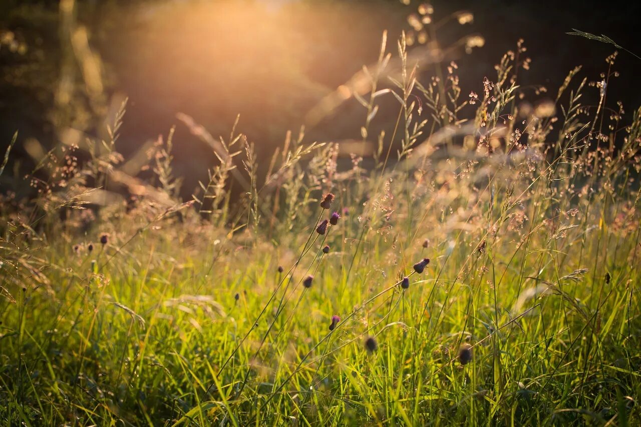 В воздухе пахнет травой. Трава поле. Лето трава. Красивые травинки в поле. Поле трава вечер.