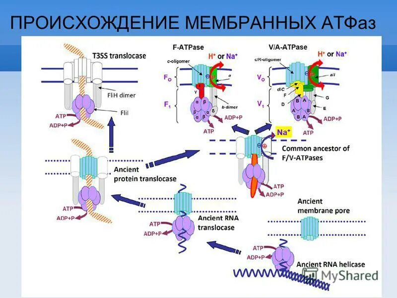 возникновение мембранных структур. формирование первичных мембран. эволюция биологических мембран. возникновение мембранных структур. формирование мембранных структур и первичных организмов.