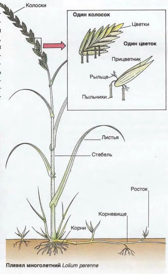 Цветок злаковых строение рисунок