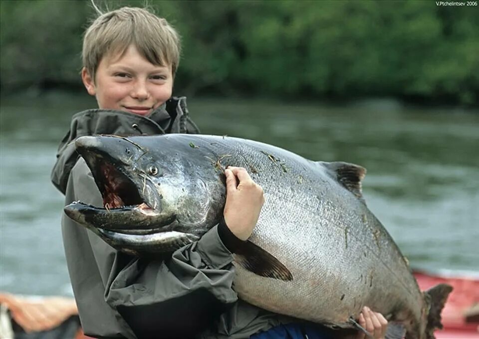 Красная рыба чавыча. Лосось чавыча. Королевский лосось чавыча. Чавыча камчатка. Рыба камчатки чавыча.