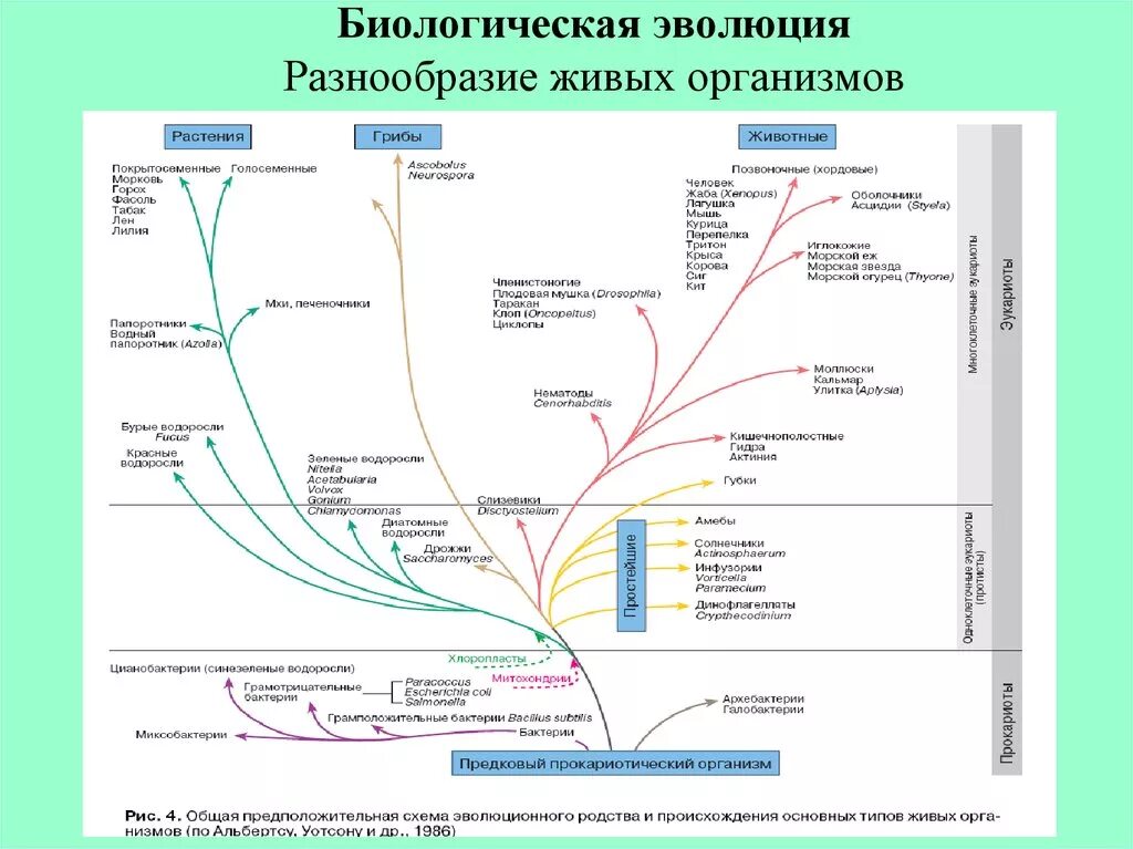 Последовательность возникновения живых организмов