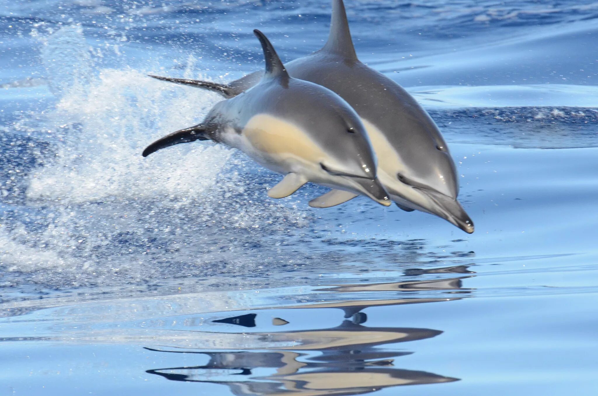 Вода и водные жители. Дельфин белобочка. Беломордый Дельфин стая. Дельфин белобочка дыхание. Кит белобочка.