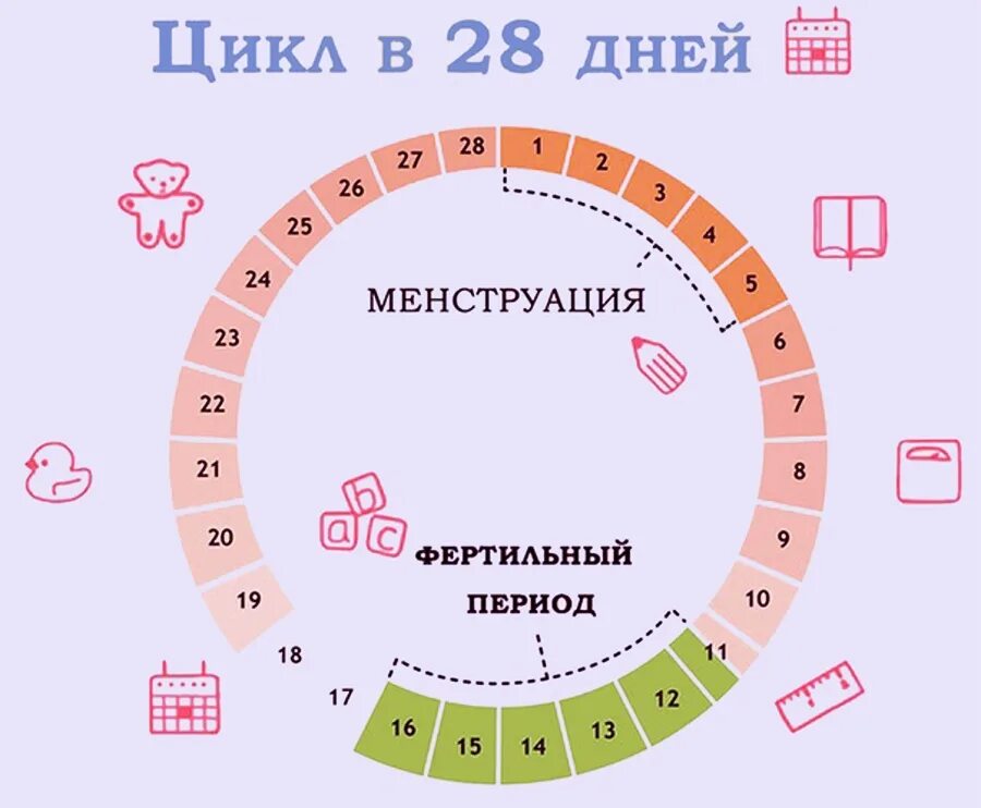 27 цикл месячных