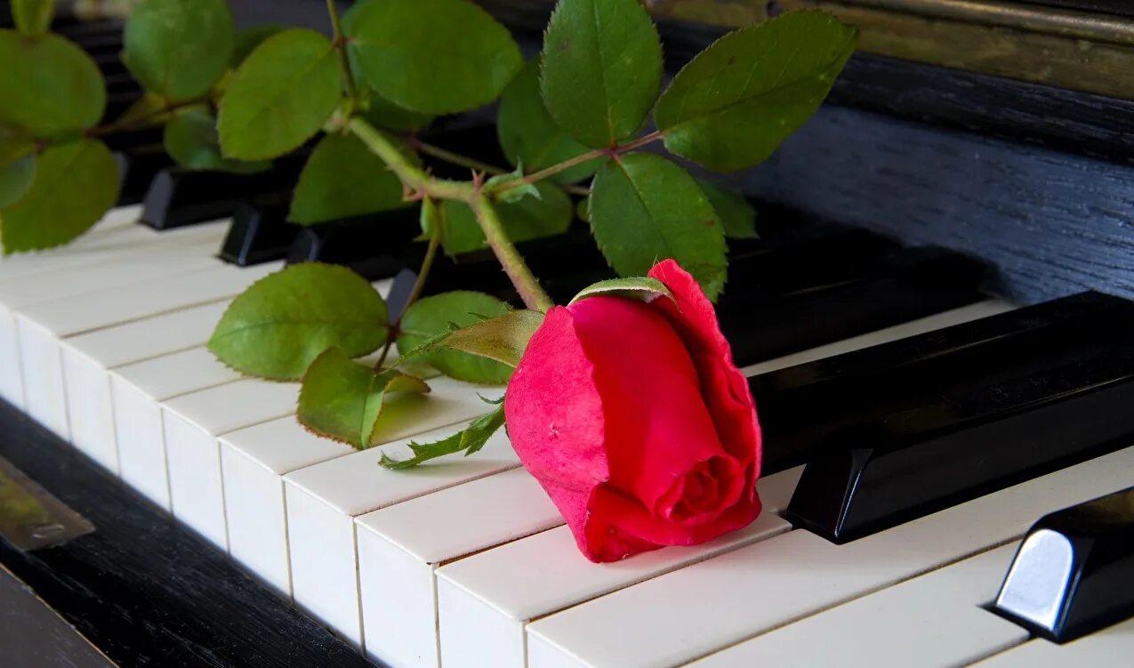 Музыка любви слушать. Цветы на пианино. Рояль цветы. Пианино с цветами. Роза на пианино.