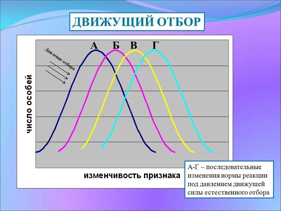 Норма реакции движущего отбора. Направляющая естественного отбора. Движущая форма естественного отбора. Движущий Тип естественного отбора. Движущая форма естественного отбора результат