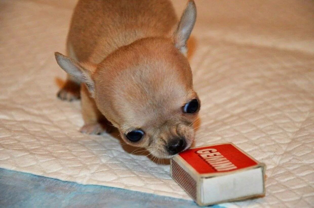 Название породы самой маленькой собаки. Собака чихуахуа Милли. Самая маленькая собака в мире туди. Чихуахуа чудо Милли. Чихуахуа Милли самая маленькая.