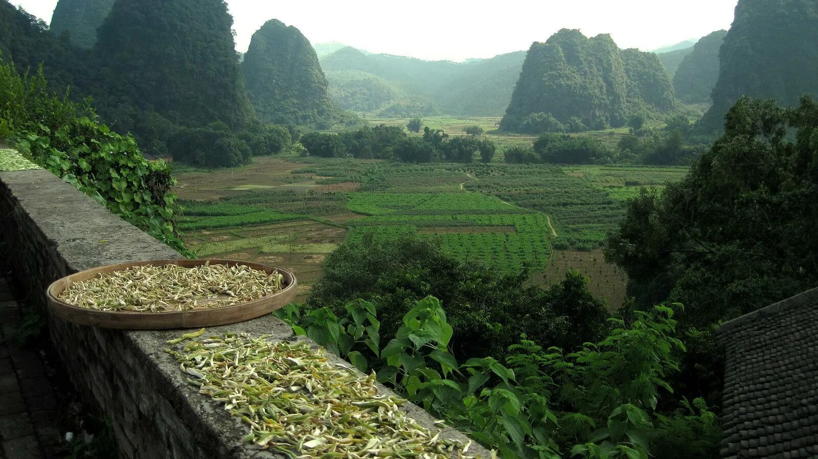 Гуандонг провинция Китай. Гуандун улун. Чайные плантации горы Уишань. Плантации провинции Фуцзянь.