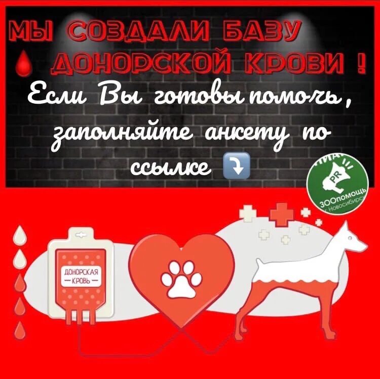 Банк донорской крови для собак в Томске. Опросник для донора крови Пенза.