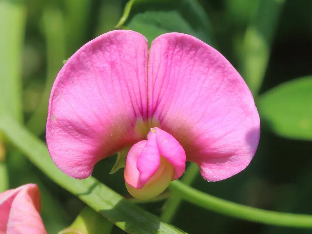 Чина (Lathyrus). Lathyrus litvinovii. Чина Лесная. Чина Лесная цветок.