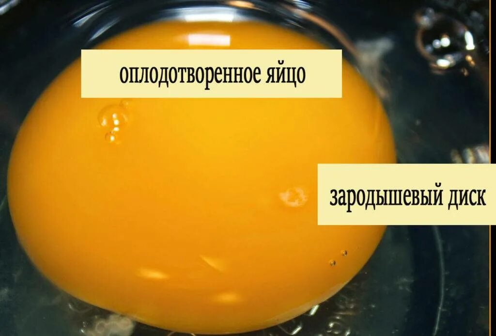 Оплодотворенное ли яйцо. Оплодотворенное куриное яйцо. Оплодотворенное яйцо курицы. Яйцо оплодотворенное и неоплодотворенное. Неоплодотворенные куриные яйца.