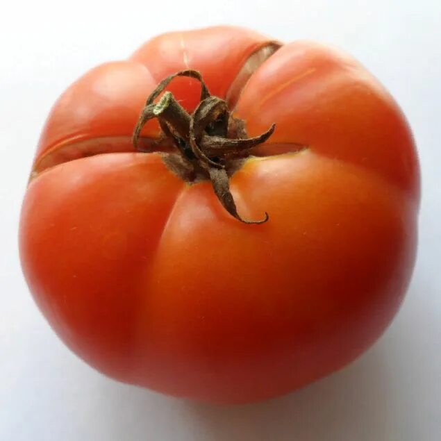 сорт томата обильные сараева. степняк сараева томат. томаты грунтовые. супер томат сараева. томат степняк.