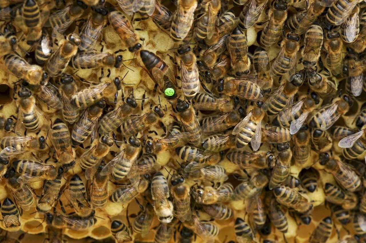 Как можно стать пчелой. Пчела Карника. Пчелиная матка. Медоносная пчела улей. Пчелиная матка Карника.