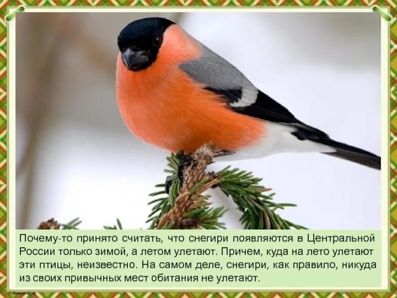 Снегири улетают на лето. Снегирь птица летом. Куда улетают снегири летом. Снегири улетают. Куда улетают снегири летом.