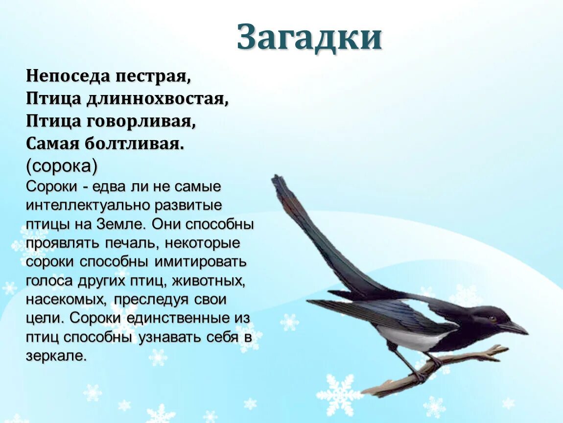 Птица говорливая самая болтливая. Загадка птица говорливая самая болтливая. Птица говорливая самая болтливая. Непоседа пестрая птица длиннохвостая. Загадка птица говорливая самая болтливая.