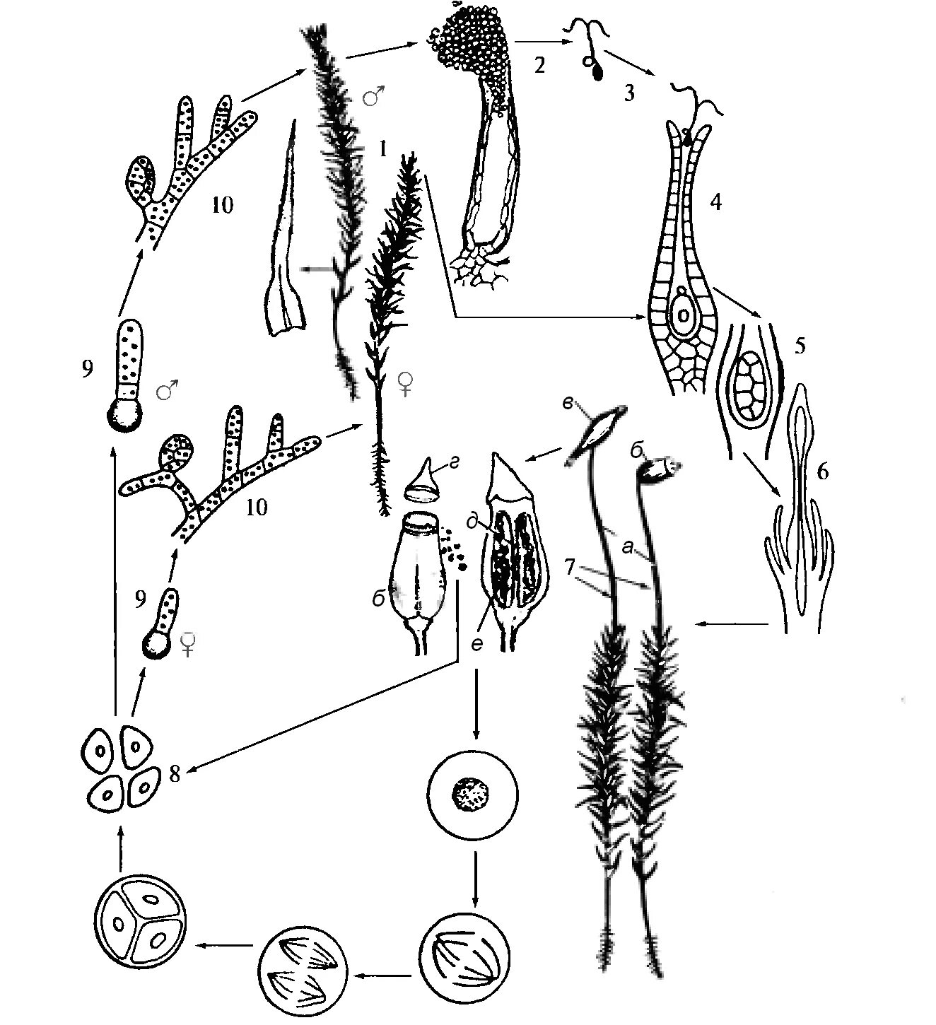 Жизненный цикл листостебельных мхов Кукушкин лен. Жизненный цикл мха Кукушкин лен схема. Жизненный цикл мха Кукушкина льна. Жизненный цикл развития мха Кукушкин лен. Мейоз кукушкиного льна