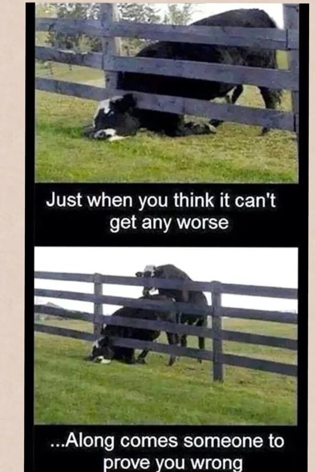 You are wrong you had better. Собака мем. когда думаешь что хуже быть не может. when you have a bad day. когда думаешь что хуже.