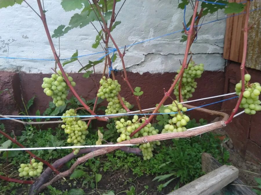 Выращиваем виноград. Виноград ливия. Лоза куст. Лоза не растет. Виноградная лоза в дереве.