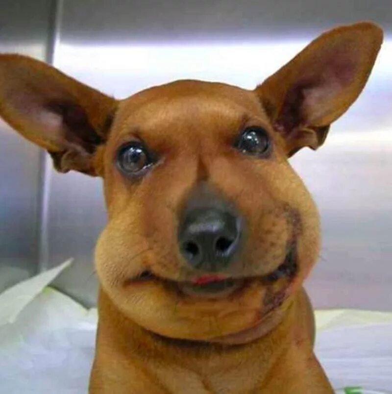 опухла морда. опухла морда. собаку укусила пчела.