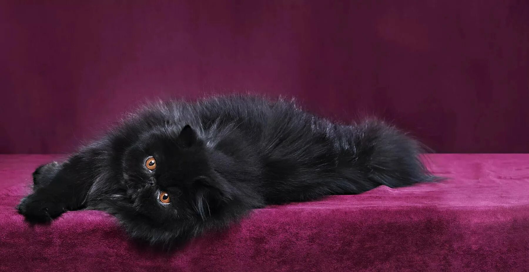 Персидская Сибирская длинношерстная черный. Бомбейская кошка длинношерстная. Британская длинношёрстная кошка. Персидская Сибирская длинношерстная котенок. От персидской кошки с шоколадной окраской