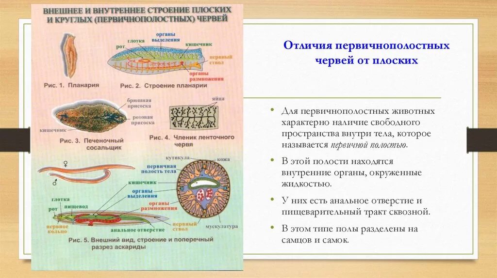 Признаки отличающие строение. Круглые плоские кольчатые черви различия. Плоские черви круглые черви кольчатые черви строение. Размножение первичнополостных червей. Различия плоских и круглых червей.