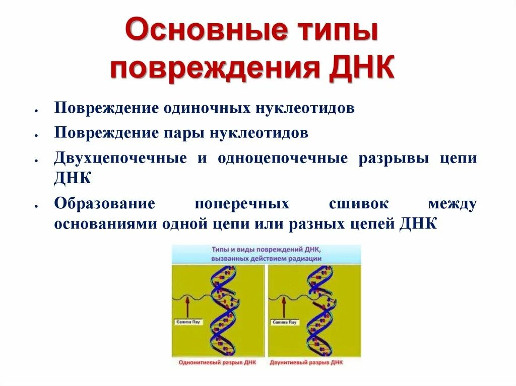 Генетическим повреждением. Причины и механизмы повреждения ДНК. Основные причины и типы повреждения ДНК. Механизмы повреждения структуры ДНК. Основные причины и типы повреждения ДНК. Типы репарации ДНК..