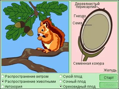 Приспособление желудя
