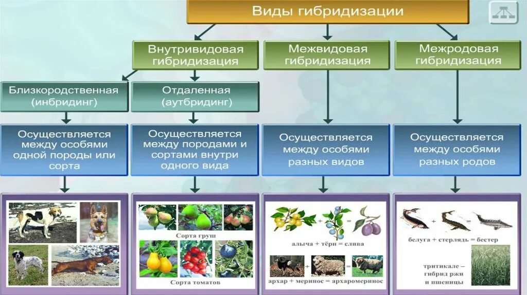 Виды внутривидовой гибридизации. Искусственный отбор селекция. Межродовая гибридизация в селекции. Примеры внутривидовой гибридизации в селекции.